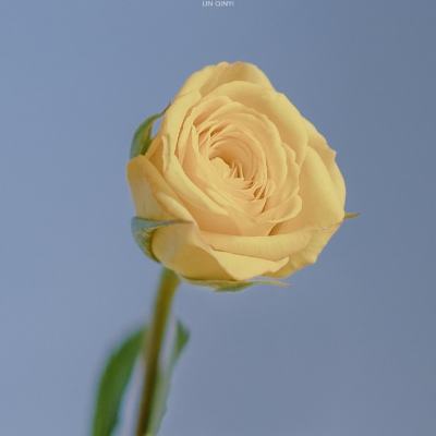奇玩莽夫手游下载